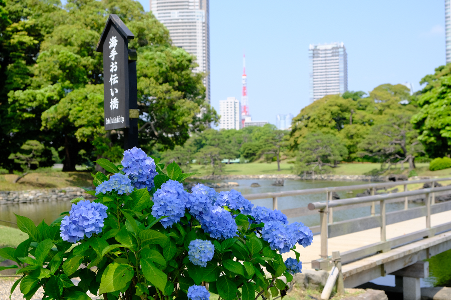 ▲画像提供:公益財団法人東京都公園協会