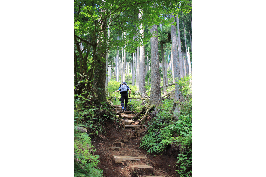▲鍋割山登山道/写真提供・秦野市観光協会