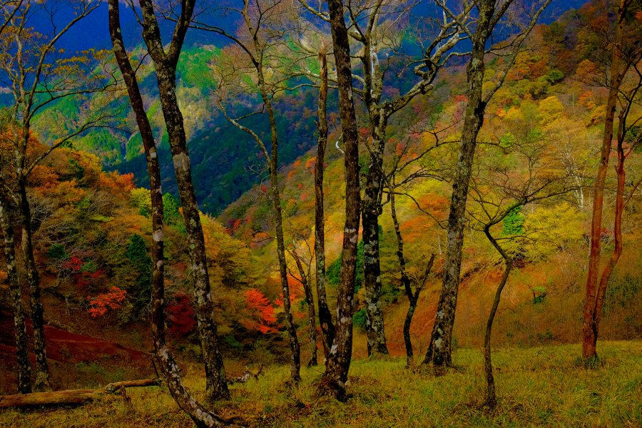 ▲秋の鍋割山稜/写真提供・秦野市観光協会