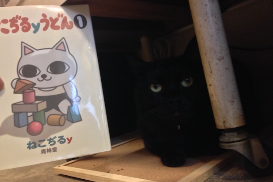 ▲目が「ねこぢる」の絵に似てる!暗いところで瞳が大きくなって可愛いけど、黒猫を撮るのは難易度高い