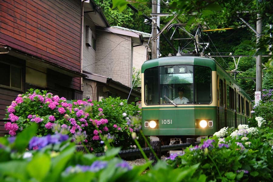 鎌倉 雨の日こそ 日帰りあじさいデート レッツエンジョイ東京