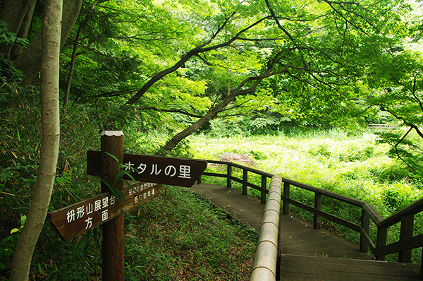 昔ながらの自然が残る生田緑地で森林浴 レッツエンジョイ東京