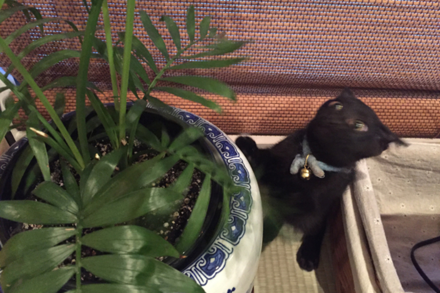 ▲それネコ草じゃないよ。観葉植物を狙い。パワーためて飛び出す3秒前のフクちゃん