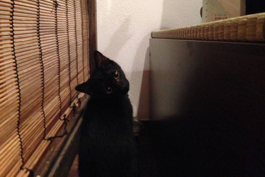 ▲動きすぎて写真がブレブレだったフクちゃんが珍しく止まってくれた瞬間