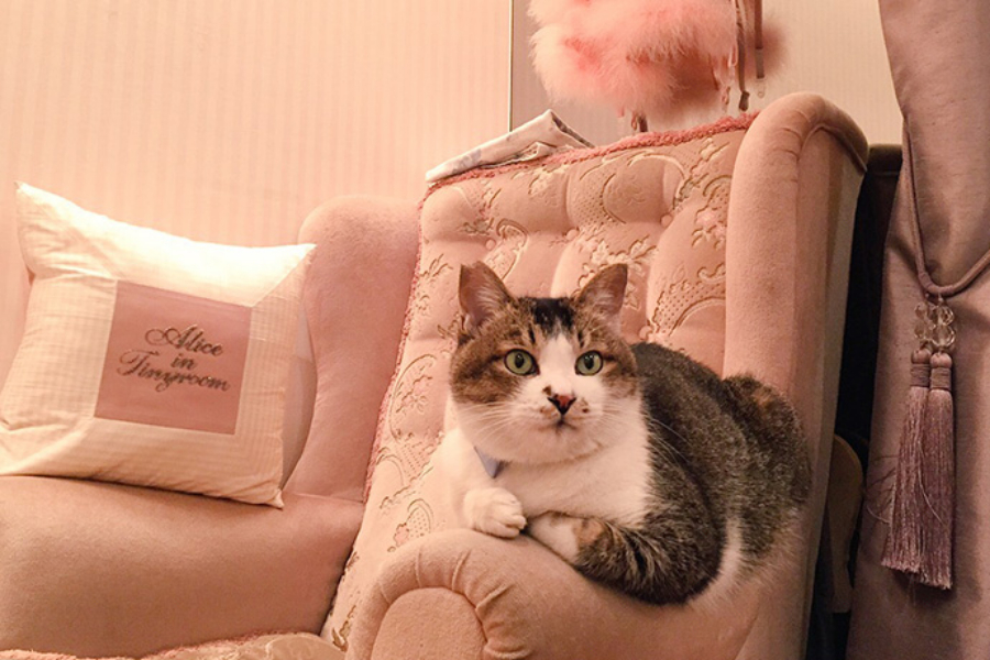 ▲優雅にソファに鎮座するとらさん、大人の余裕すら感じる…。