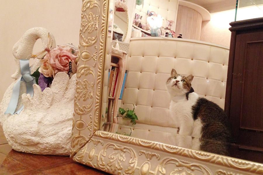 ▲このかわいい空間にも違和感なく溶け込むとらさん。お客さんの心をがっちりつかむ