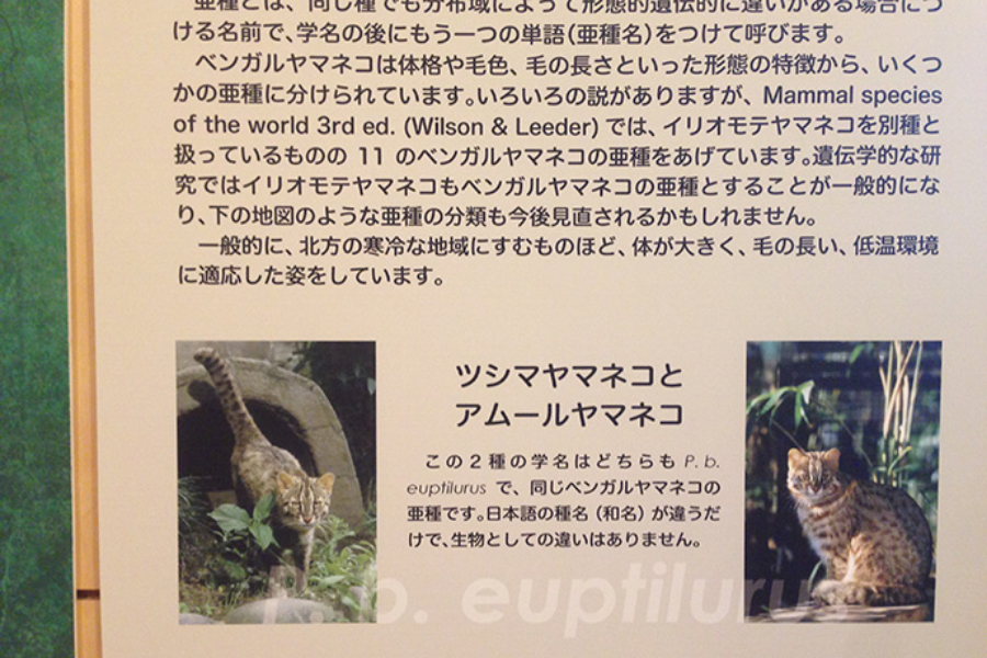 ▲どちらもベンガルヤマネコの亜種。なろほど遠い親戚ってことか