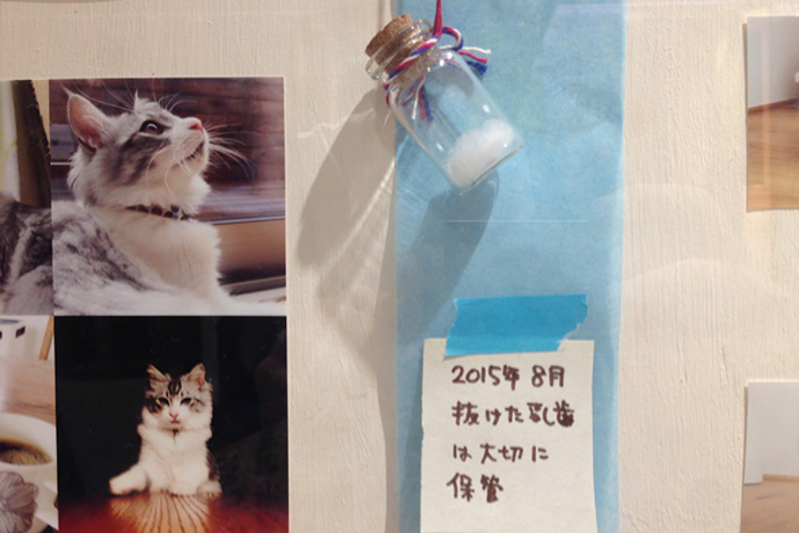 ▲抜けたヒゲは集めてたが、抜けた乳歯を保管する発想はなかった。ウチもやっておけばよかった、しくじった…