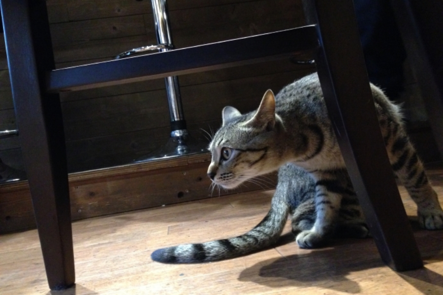 ▲そして爆睡していた11(エルフ)。まだ子供で店内を軽やかに走り回る