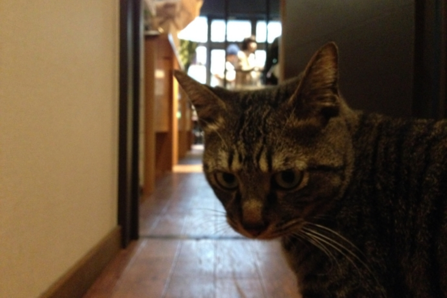 ▲ガン飛ばす9ちゃん舐めの店内。気づけばネコの通り道となっていたという、カフェの入り口から事務所の裏口へと続く通路