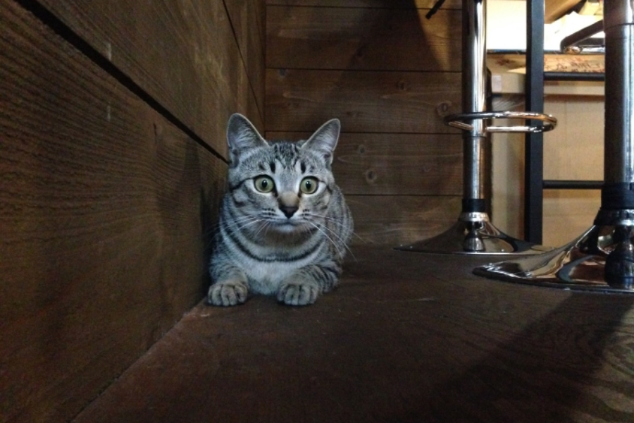 ▲カウンター下の11(エルフ)。絶対自分のこと可愛いって自覚しているクチ