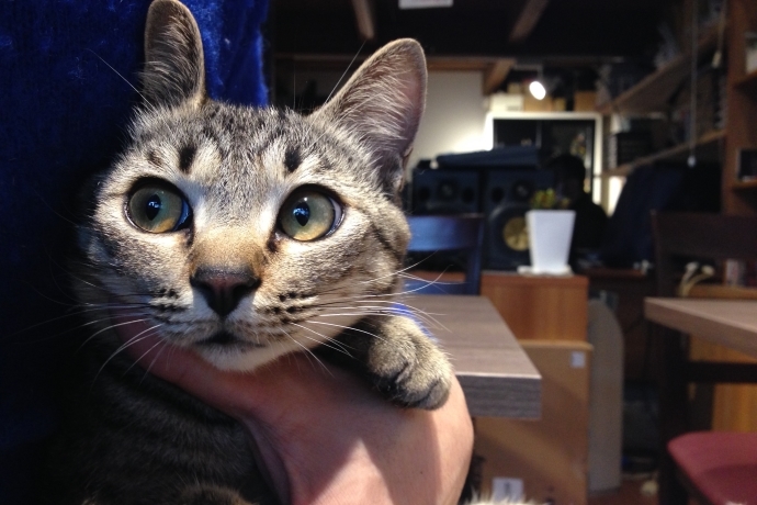 看板ネコ巡り】9sari café（鎖カフェ）｜レッツエンジョイ東京