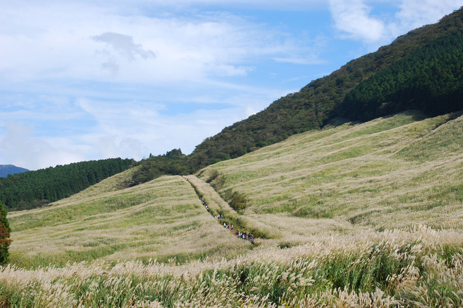 仙石原すすき草原