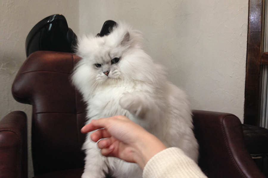 ▲このモフモフに溺れたい、なんて思いながら撫でていると、猫パンチされた。もっとおかわりください~