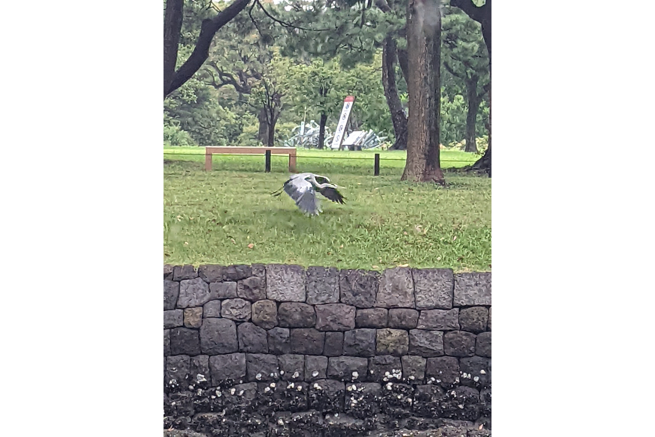 ▲スピリチュアルなメッセージを感じるアオサギの姿