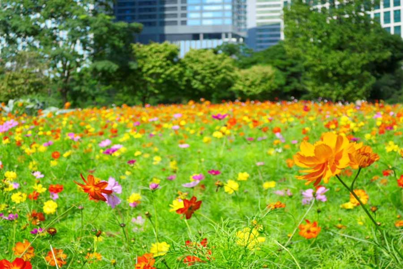 ▲写真提供:公益財団法人東京都公園協会