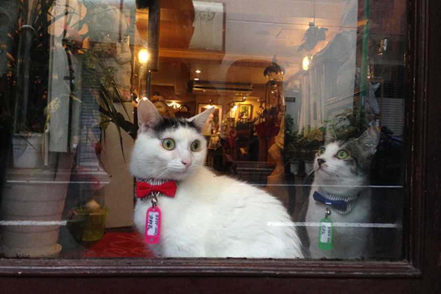 ▲店に着き、ファーストコンタクトがこの瞬間。おー、ちゃんと看板ネコの仕事しているじゃないか!(左)次郎長(右)石松