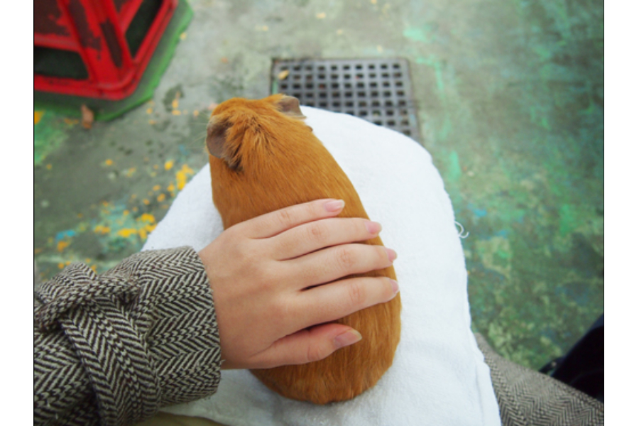 ▲若手ながらそこそこ重みのあるイチョウくん。丸みがかわいいがきなこ餅みたい