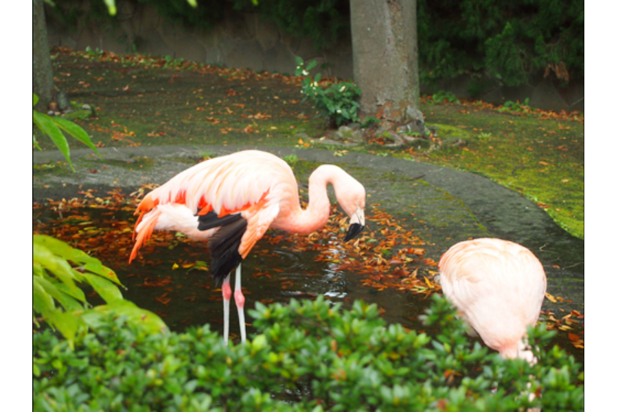 ▲公園の池ではフラミンゴが放し飼いに