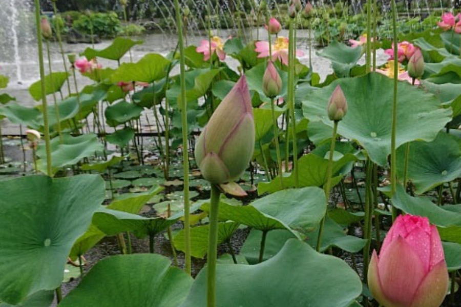 22年 いつ見ごろ 都内のスイレン ハスの名所4選 レッツエンジョイ東京