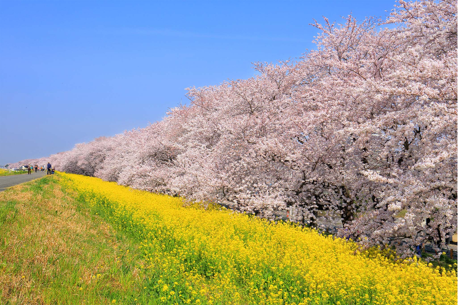 菜の花との競演も!東京の桜並木&桜トンネル名所