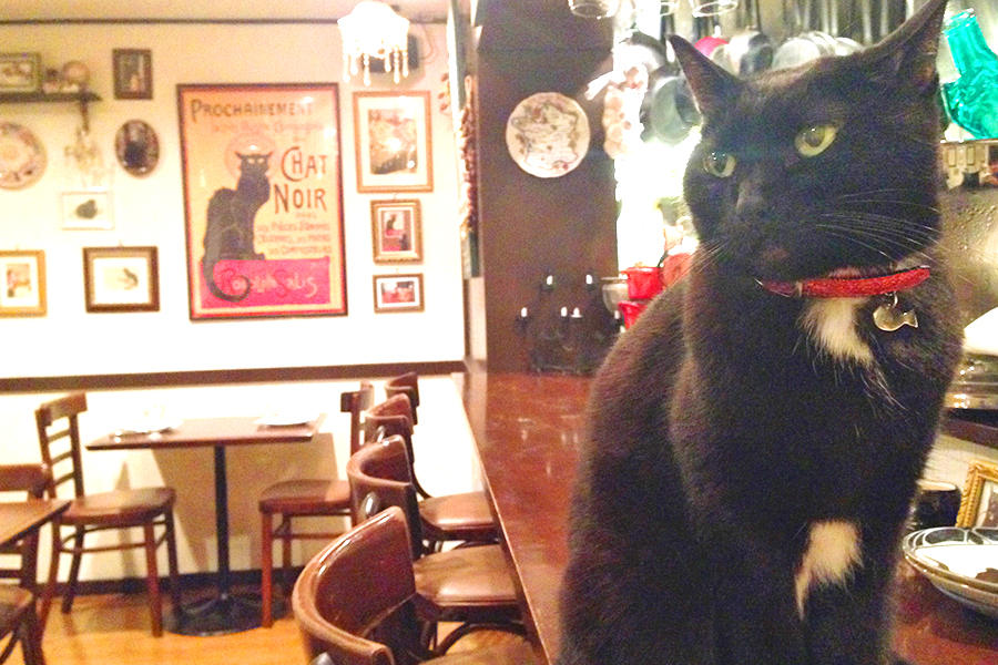 ▲ポスターから飛び出してきたかのような相似形ポーズをとる看板猫ノア