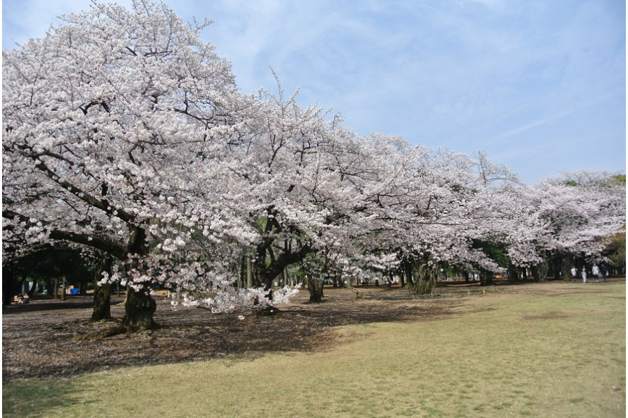 代々木公園