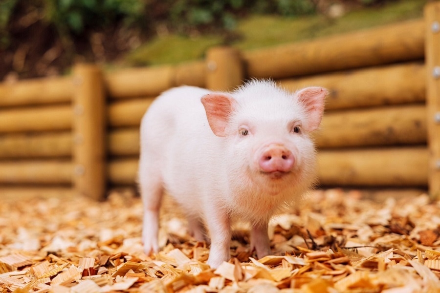 マイクロブタと触れ合える Pignic Farm Cafe あきる野市に誕生 レッツエンジョイ東京