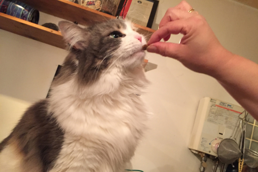 ▲カリカリを食べさせてもらうときは甘え顔。何度も触りたくなる魅惑のふわふわボディ