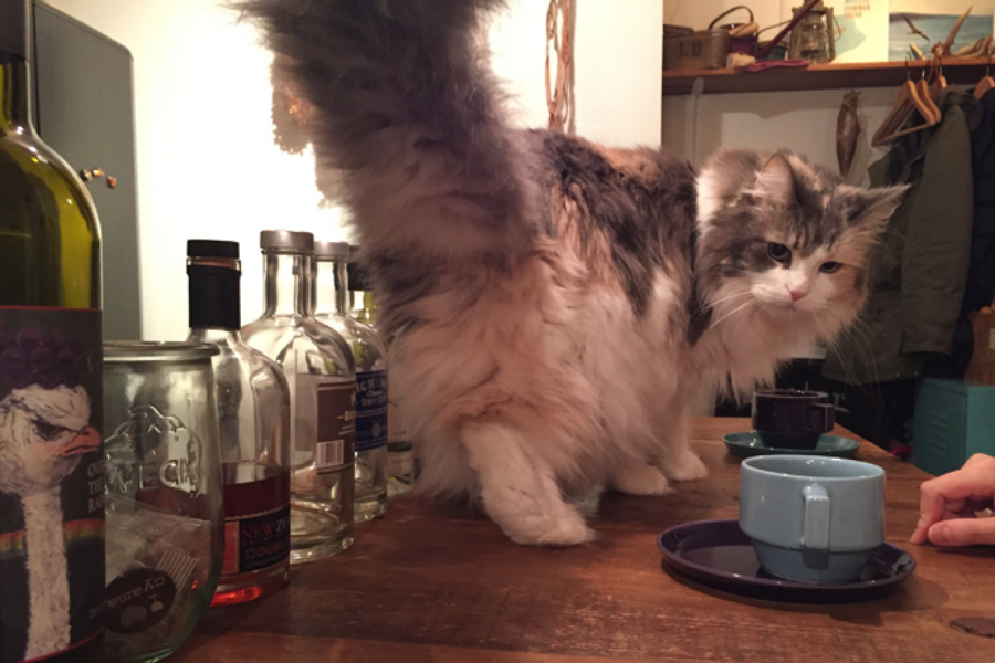 ▲スルリと食器を避けてカウンターを移動して行く。酔ったお客さんがワイングラスを倒すことはあっても、パピコはそんな粗相しません。