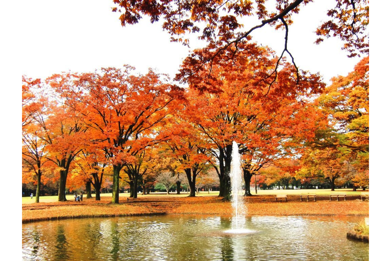 代々木公園