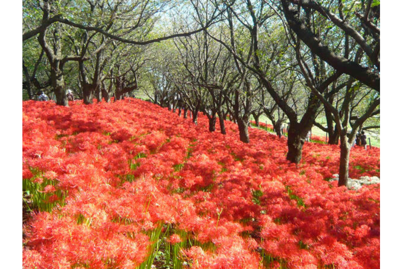 幸手権現堂桜堤(県営権現堂公園)