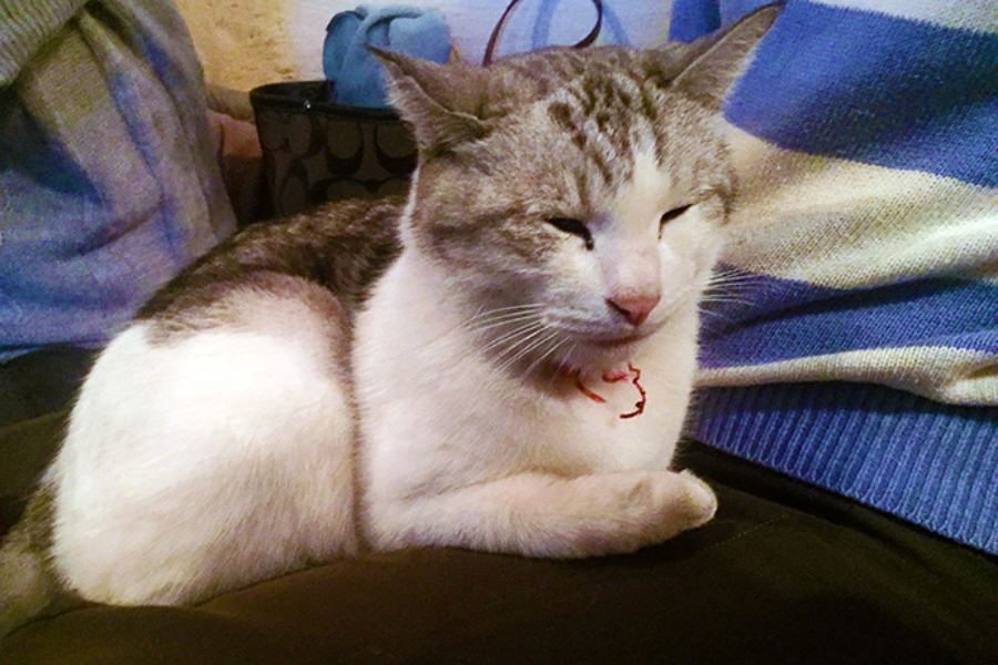 ▲お客さんの膝の上、眠くて目がしょぼしょぼしているトン。