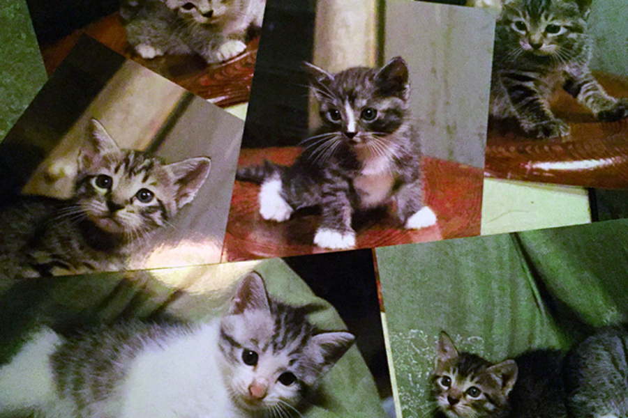▲なにこれ可愛くてイヤになっちゃう。マツ子さんが産んだ仔猫たちの写真。トンと寸(スン)以外の3匹は、知り合いに引き取られた。