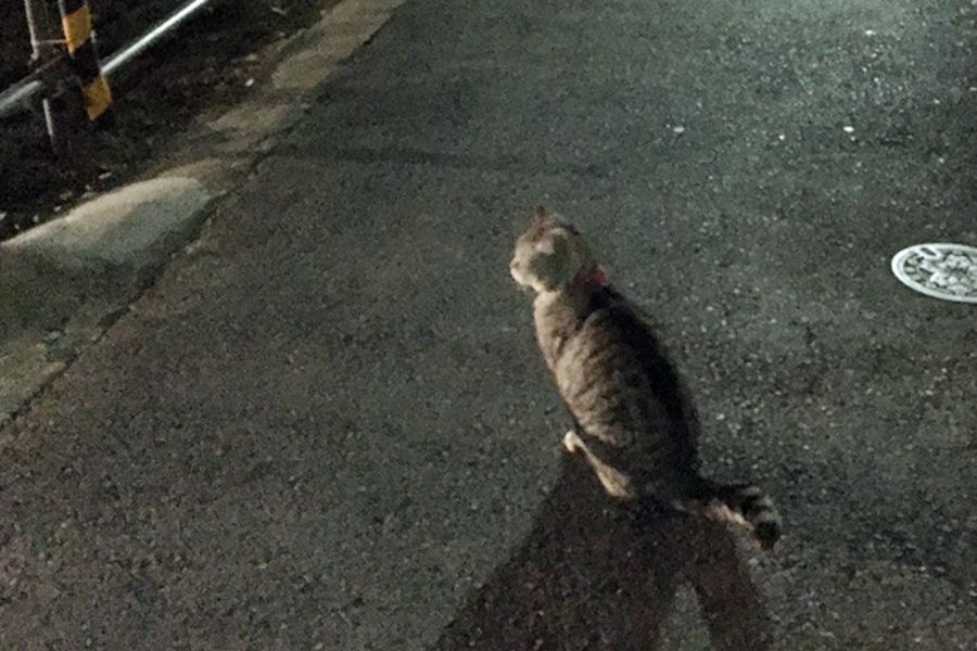 ▲お見送りしてもらったら、ドアのスキマからスルッと脱走してた寸ちゃん。