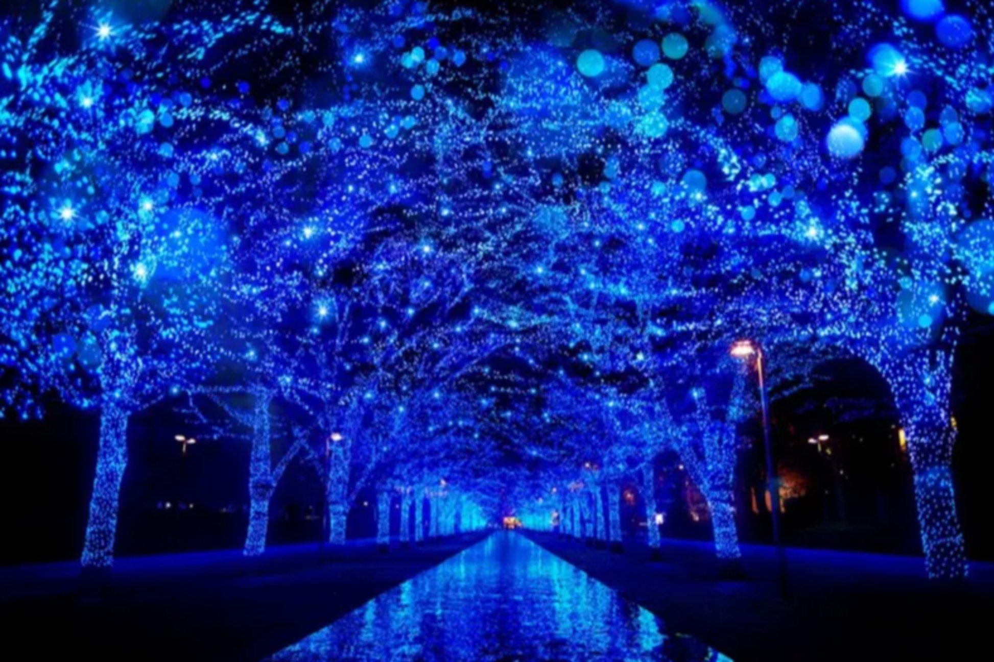 代々木公園のイルミネーション「青の洞窟 SHIBUYA」完全解説！混雑状況や立ち寄りスポットも