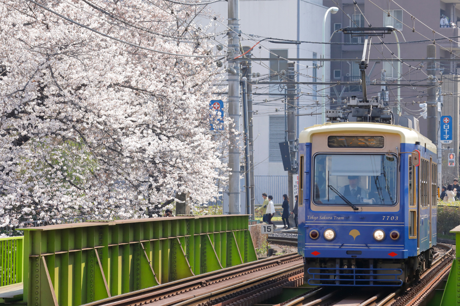 ▲学習院下駅付近の桜並木(2020年以前に撮影した写真です)