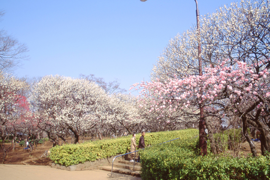 ©SETAGAYA