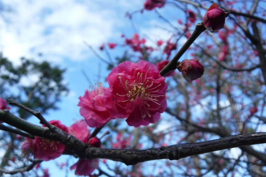 ▲写真提供:大田区