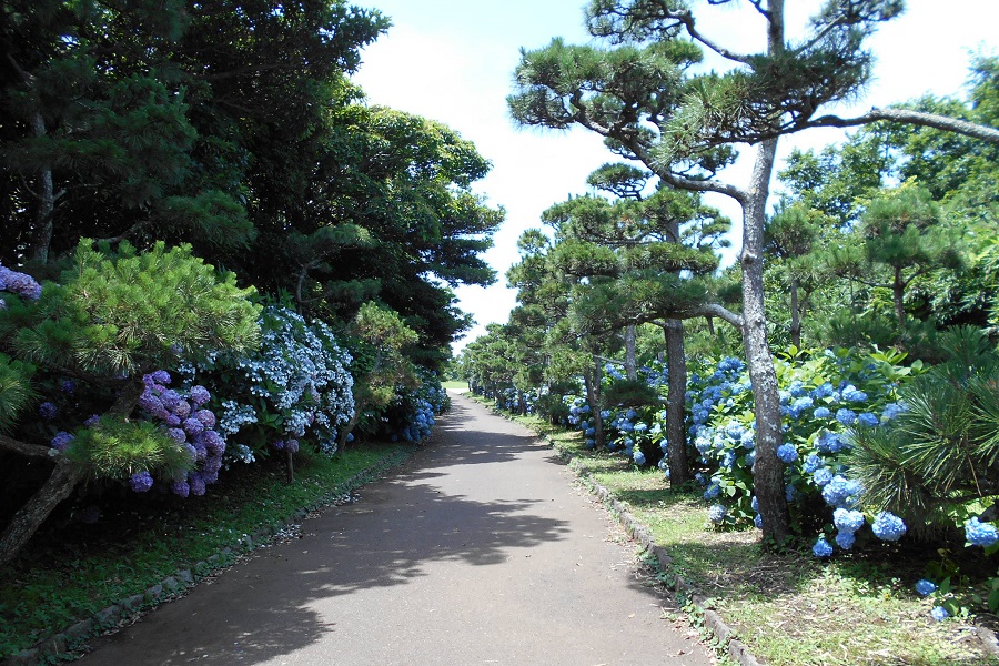 ▲写真提供:県立城ケ島公園(2019年6月初旬撮影)