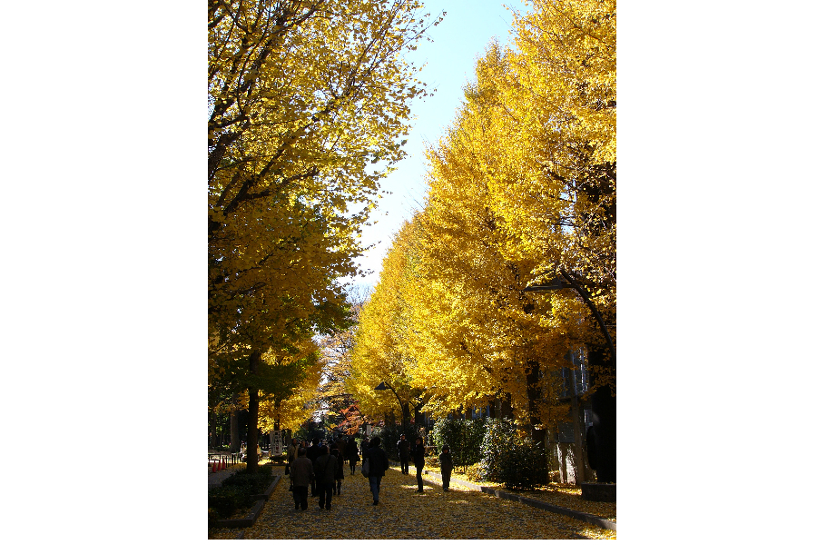 ▲「行幸通り」の紅葉風景