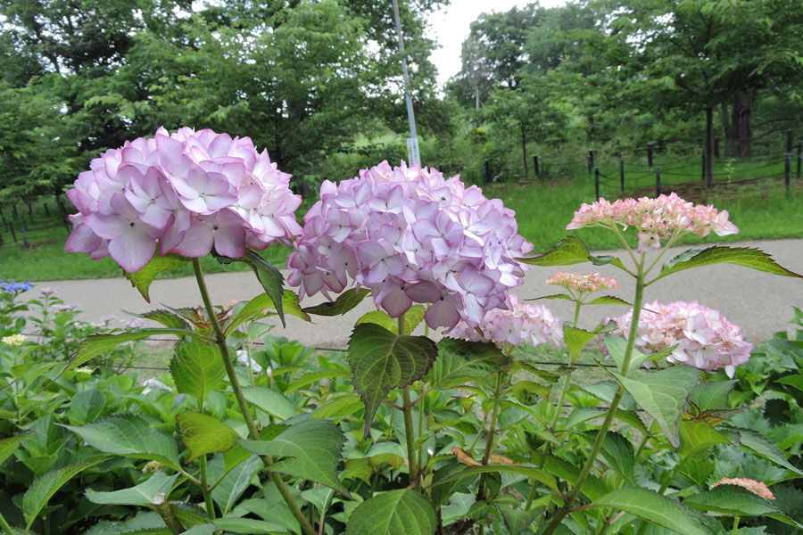 デートにオススメ 埼玉のあじさい名所7選 レッツエンジョイ東京