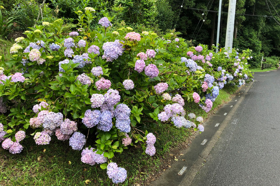 デートにオススメ 埼玉のあじさい名所7選 レッツエンジョイ東京