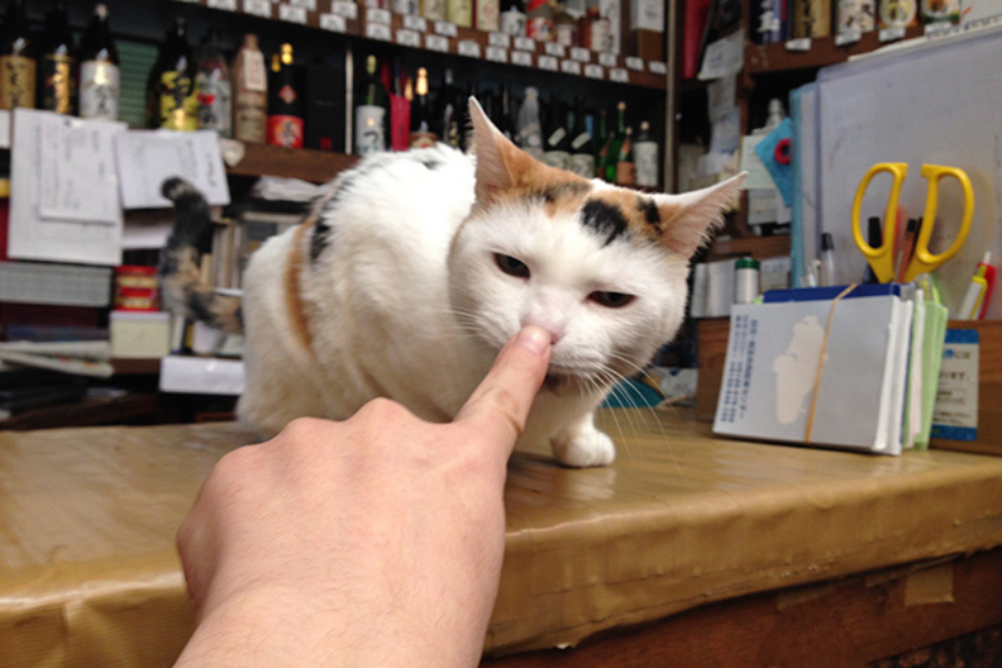 ▲まずはご挨拶。ネコが匂いをかぐ時に、目を細めた顔が好き。
