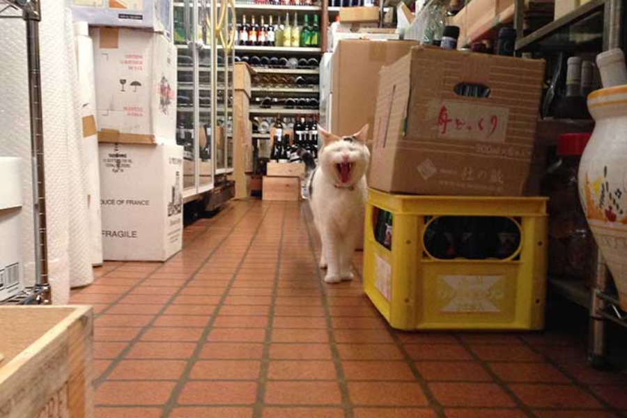 ▲本屋とネコの組み合わせもいいが、酒屋にネコがこんなに似合うとは