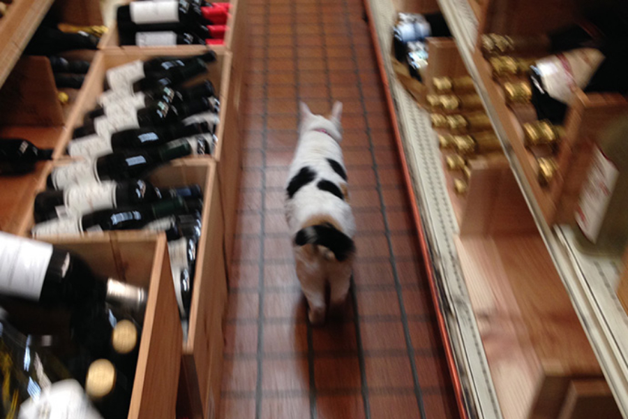 ▲急にトコトコとお店を巡回。もしかして、案内してくれるの?