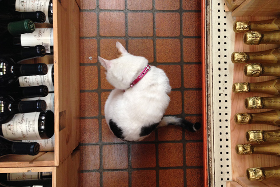 ▲上から見ると、白が多め。のミーちゃん。シャンパン買えって?