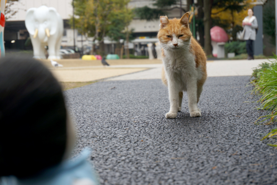 ▲シュークリームを食べている最中、「なんか視線を感じるなー」と思ったら地元のヤンキー猫にからまれました。でも練馬・中村橋はいいところです