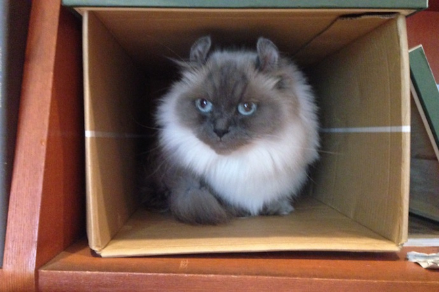 ▲おとなしい性格の母猫クーちゃん、ダンボールの中でじっーと様子を伺う