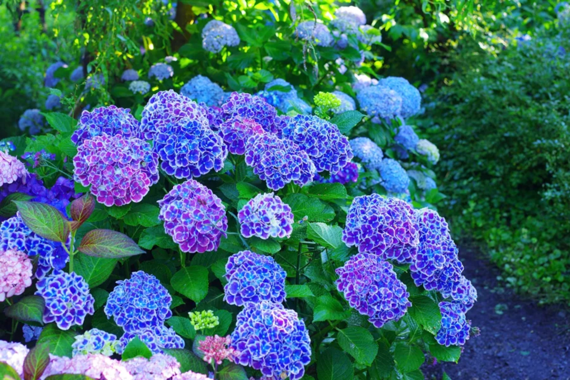 横浜のあじさい名所3選 見ごろ 特色を紹介 レッツエンジョイ東京 横浜のあじさい名所3選 見ごろ 特色を紹介 レッツエンジョイ東京